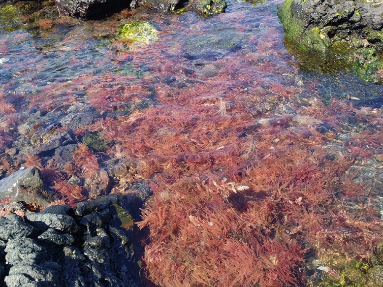 Red Seaweed - low tide, Pico, Azores